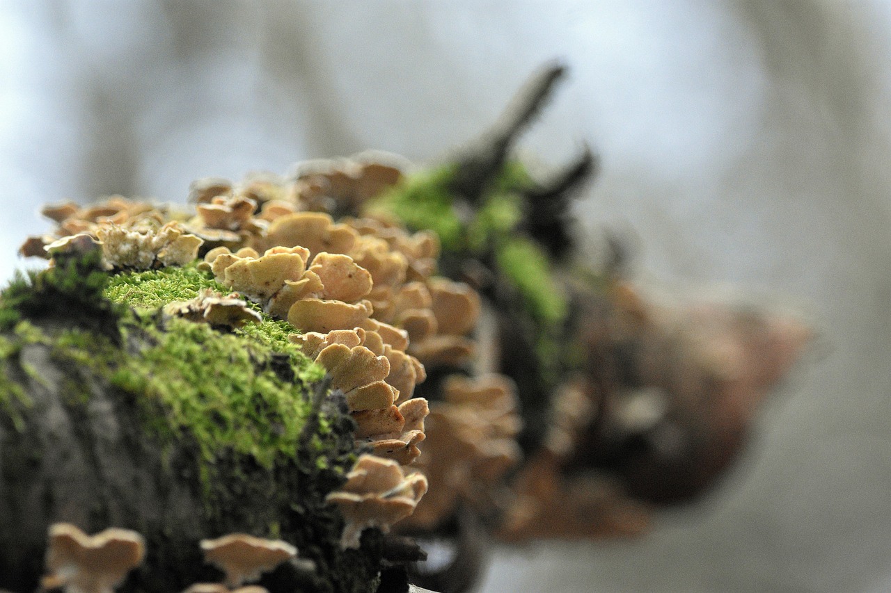 稳如磐石，让DDoS攻击无法突破：阿里云的护盾