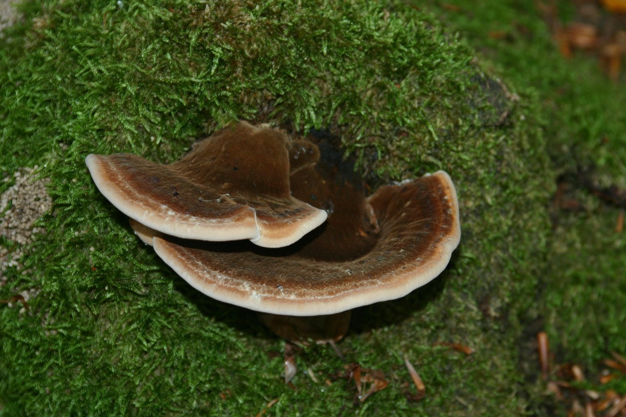 七星柔和9mg：cctv5app官方详情下载教程