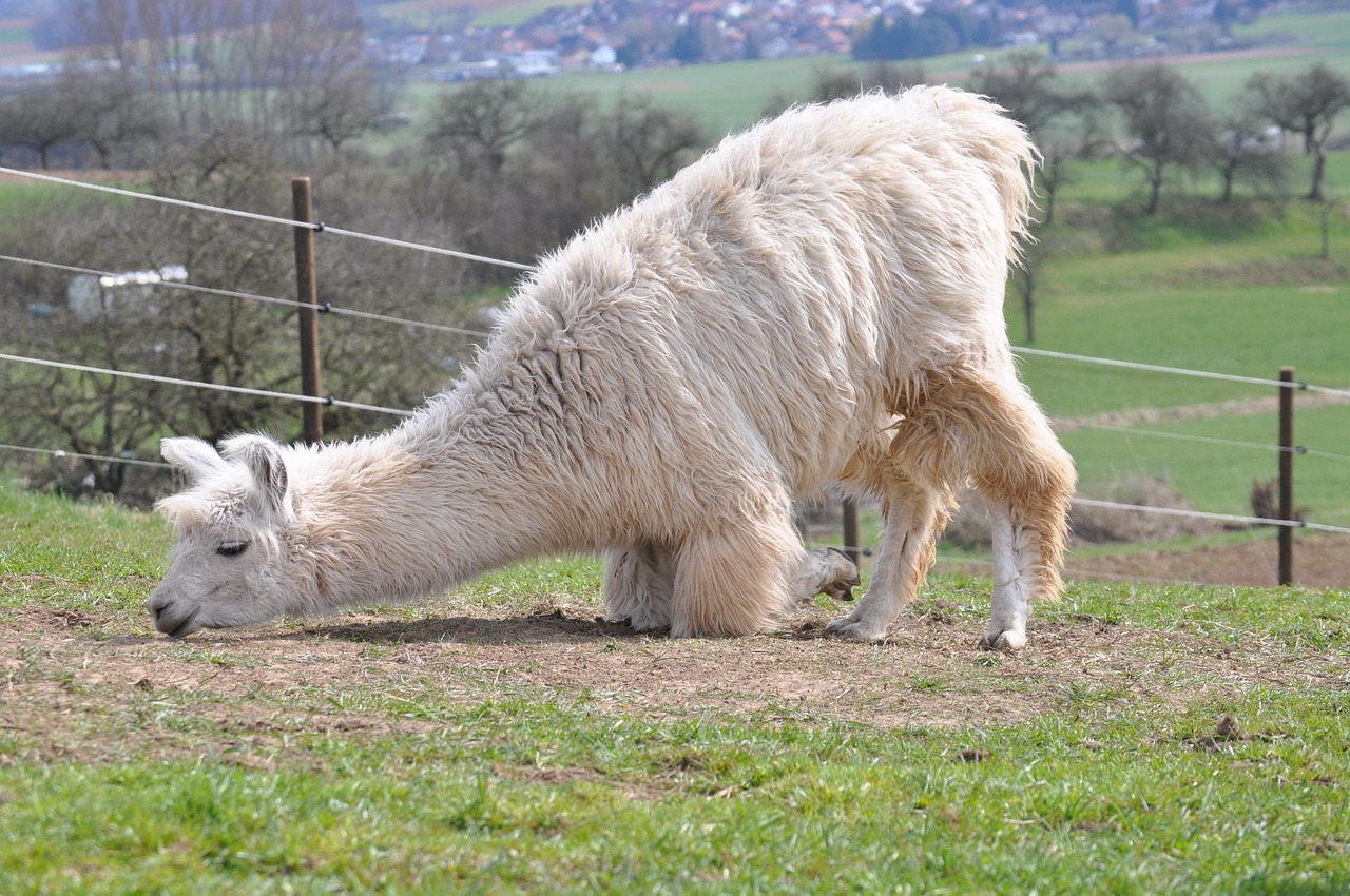 火网实名账号：流量卡使用技巧：轻松避免流量卡被盗刷